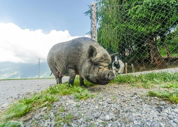 Alojamento de Acomodação e Pequeno-almoço Alpengasthof Enzianhof Zell am Ziller
