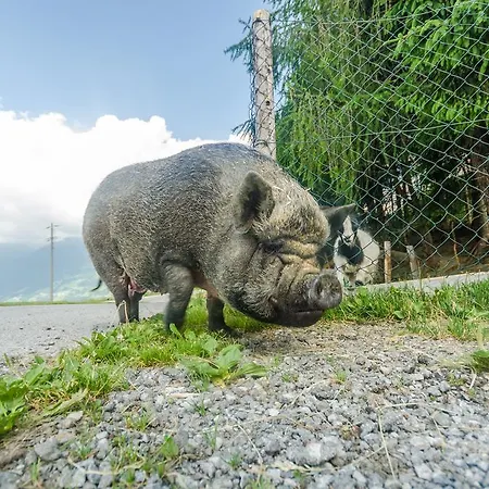 Nocleg ze śniadaniem Alpengasthof Enzianhof Zell am Ziller